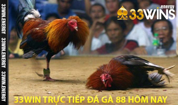 33Win trực tiếp đá gà 88 hôm nay